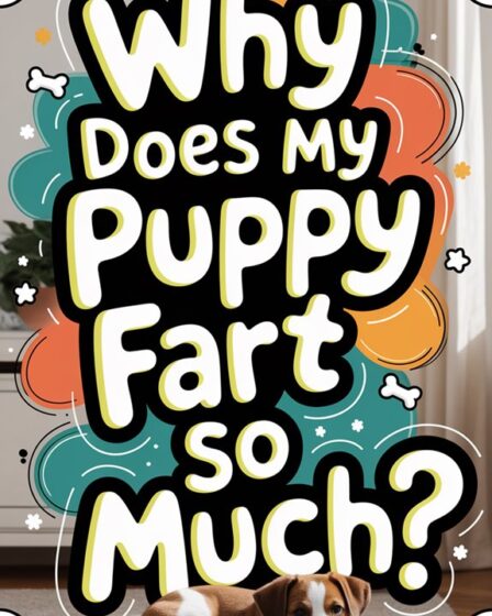 puppy excessive gas issues