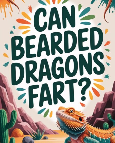 bearded dragons can fart