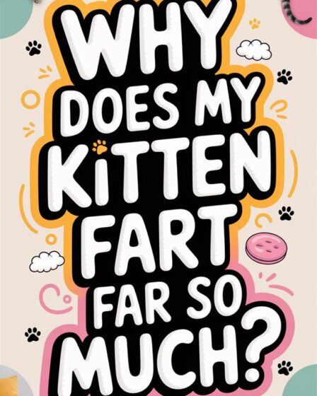 kittens and excessive gas