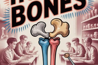 bone structure and function