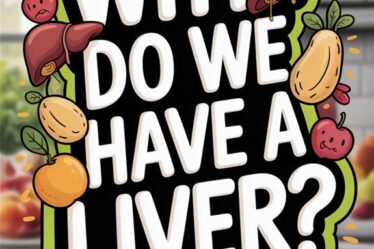 liver functions and purposes