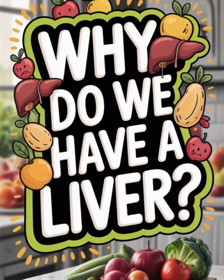 liver functions and purposes